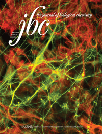 Structural Basis of Pharmacological Chaperoning for Human β-Galactosidase