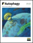 The yeast autophagy protease Atg4 is regulated by thioredoxin