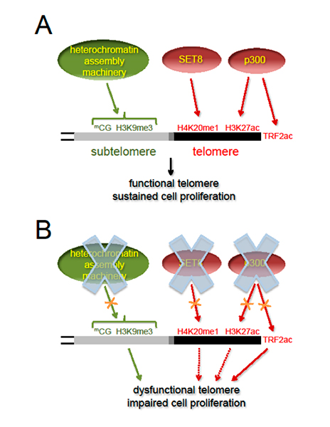 Targeting Cancer through the Epigenetic Features of Telomeric Regions