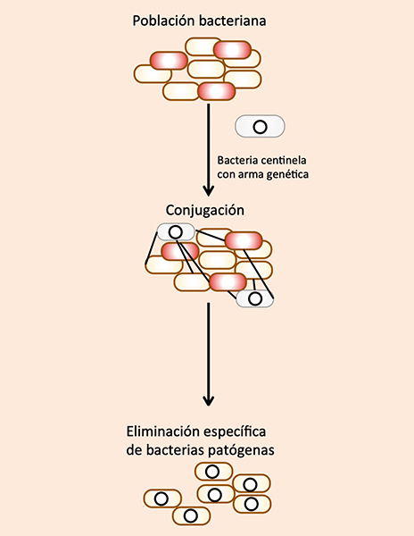 Engineered toxin-intein antimicrobials can selectively target and kill antibiotic-resistant bacteria in mixed populations
