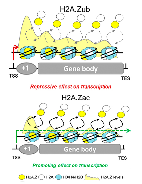 The repressive role of Arabidopsis H2A.Z in transcriptional regulation depends on AtBMI1 activity