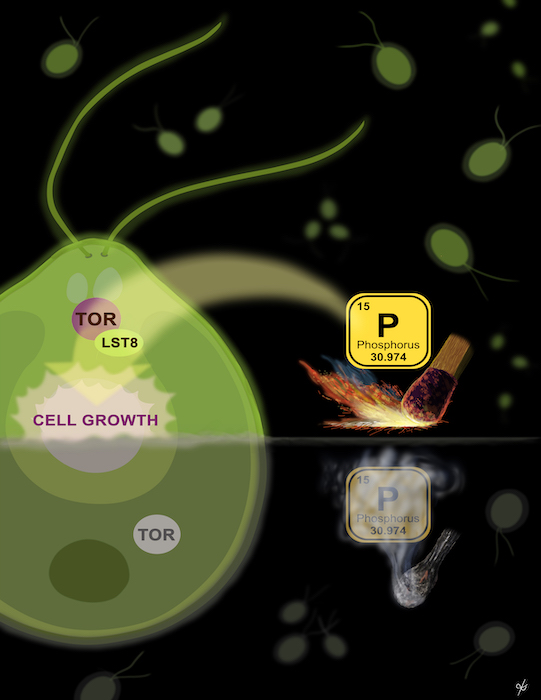 Phosphorus Availability Regulates TORC1 Signaling via LST8 in Chlamydomonas