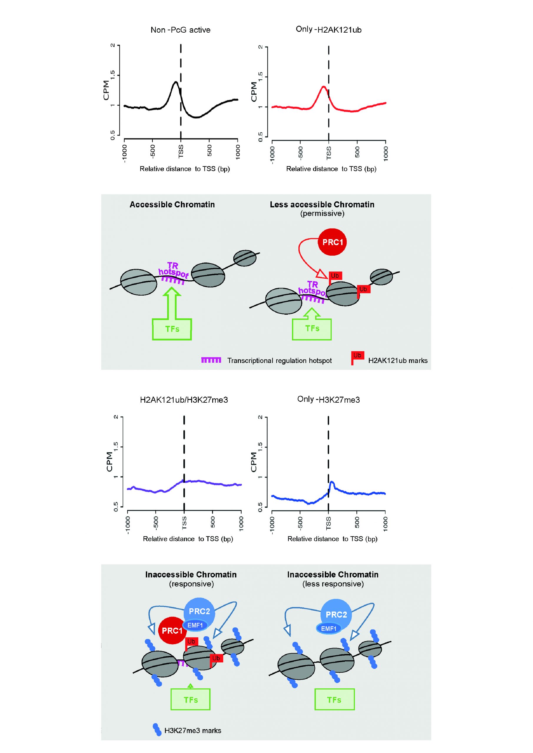 H2AK121ub in Arabidopsis associates with a less accessible chromatin state at transcriptional regulation hotspot