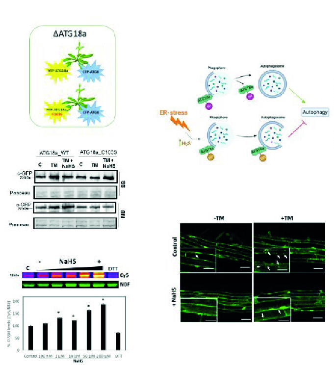 Persulfidation of ATG18a regulates autophagy under ER stress in Arabidopsis
