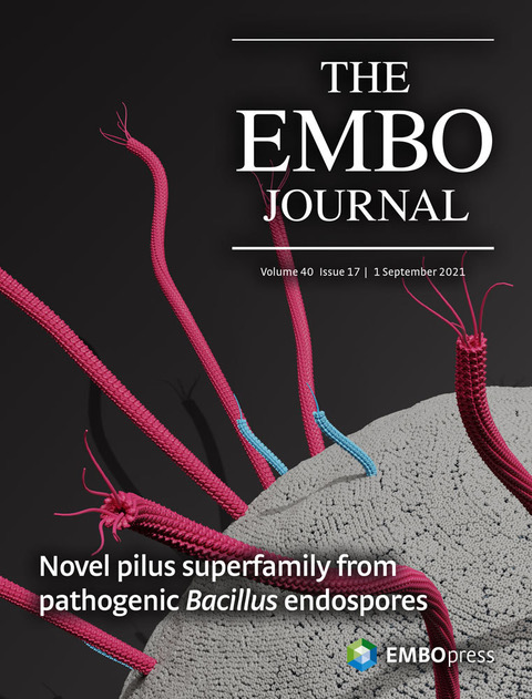 Tudor staphylococcal nuclease is a docking platform for stress granule components and is essential for SnRK1 activation in Arabidposis