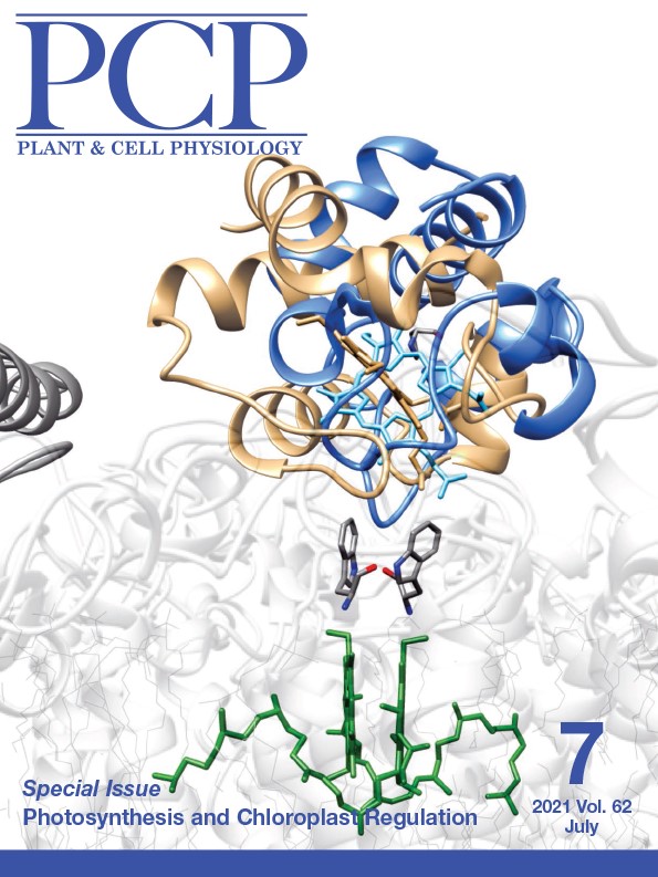New insights into the evolution of the electron transfer from cytochrome f to photosystem I in the green and red branches of photosynthetic eukaryotes