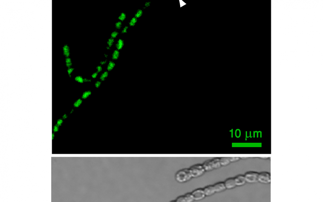 Spatial Fluctuations in Expression of the Heterocyst Differentiation Regulatory Gene hetR in Anabaena Filaments