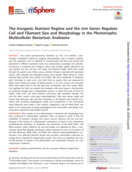 The Inorganic Nutrient Regime and the mre Genes Regulate Cell and Filament Size and Morphology in the Phototrophic Multicellular Bacterium Anabaena