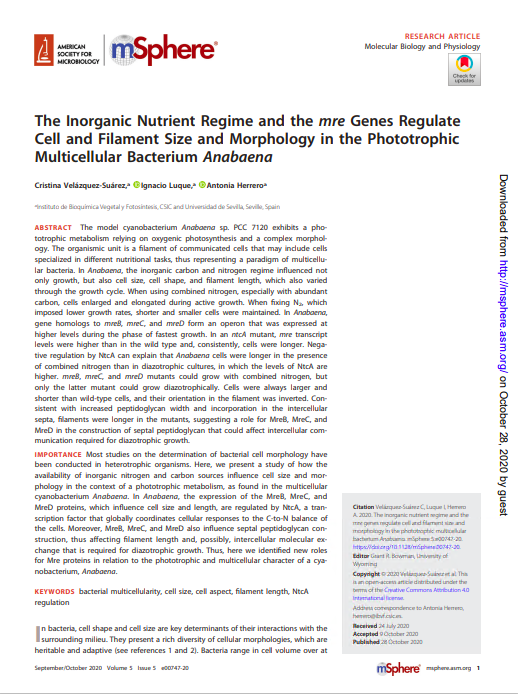 The Inorganic Nutrient Regime and the mre Genes Regulate Cell and Filament Size and Morphology in the Phototrophic Multicellular Bacterium Anabaena