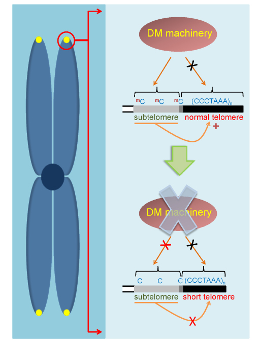 Portada revista Genome Research