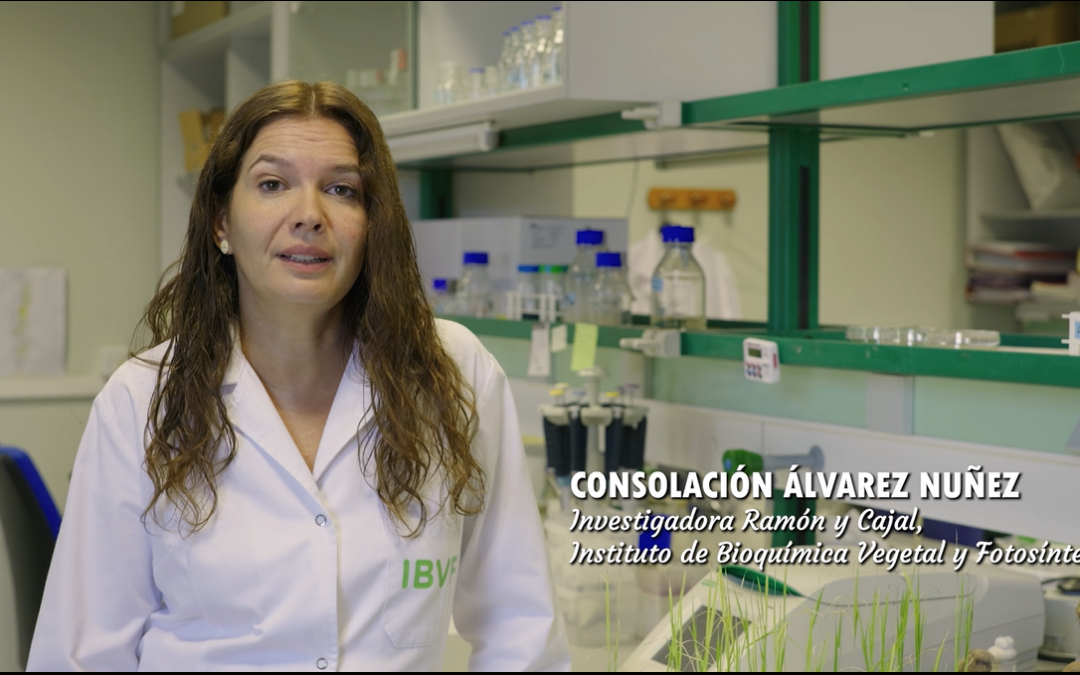 Biofertilization of rice with cyanobacteria: a sustainable solution from the Guadalquivir marshes