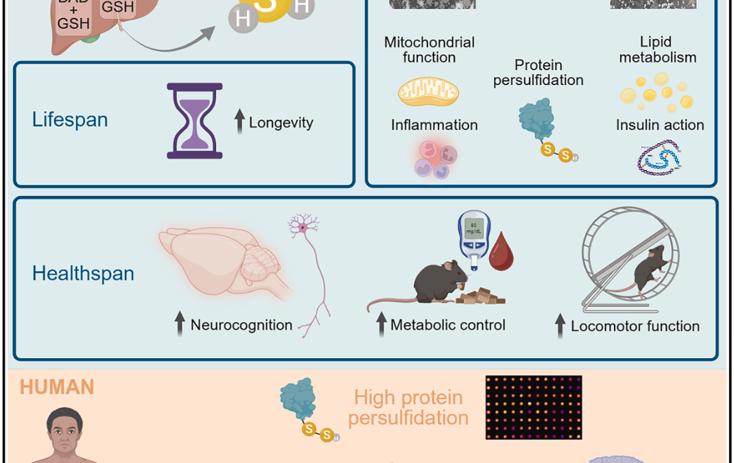 Investigadores del IBVF contribuyen a un avance clave en longevidad y envejecimiento saludable